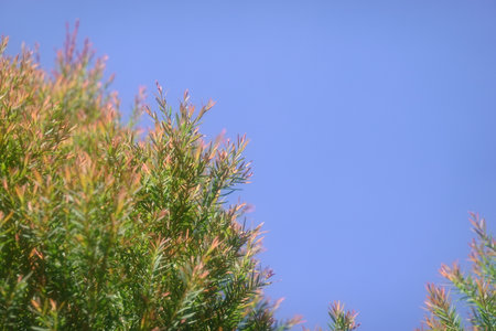 Melaleuca bracteata macro leaves small worldの写真素材