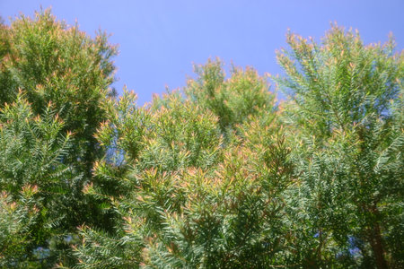 Melaleuca bracteata macro leaves small worldの写真素材