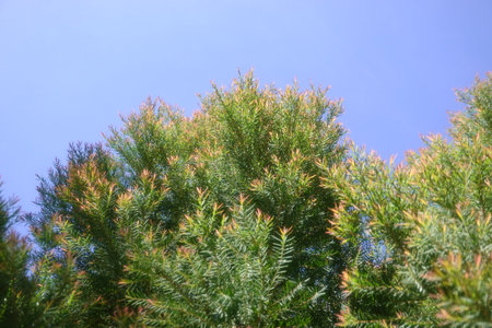Melaleuca bracteata macro leaves small worldの写真素材
