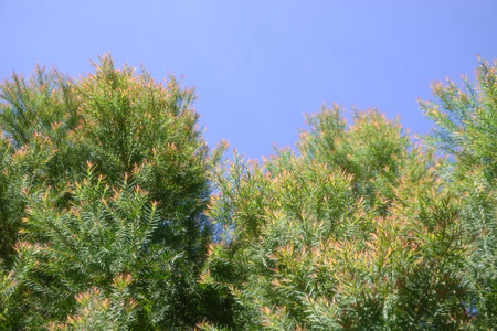 Melaleuca bracteata macro leaves small worldの写真素材