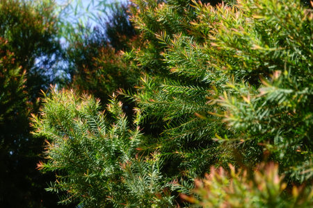 Melaleuca bracteata macro leaves small worldの写真素材