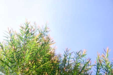 Melaleuca bracteata macro leaves small worldの写真素材