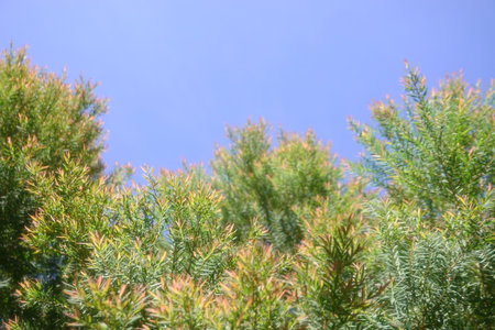 Melaleuca bracteata macro leaves small worldの写真素材