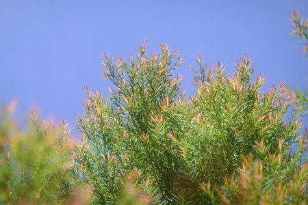 Melaleuca bracteata macro leaves small worldの写真素材
