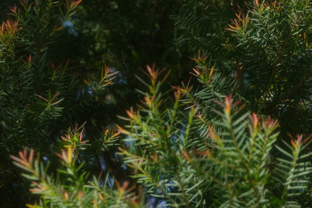Melaleuca bracteata macro leaves small worldの写真素材