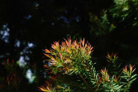 Melaleuca bracteata macro leaves small worldの写真素材