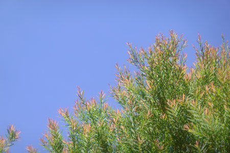 Melaleuca bracteata macro leaves small worldの写真素材