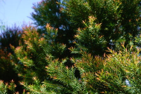 Melaleuca bracteata macro leaves small worldの写真素材
