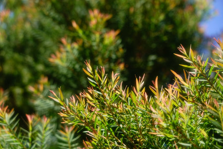 Melaleuca bracteata macro leaves small worldの写真素材