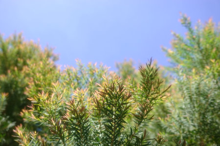 Melaleuca bracteata macro leaves small worldの写真素材