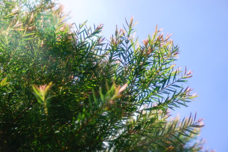 Melaleuca bracteata macro leaves small worldの写真素材