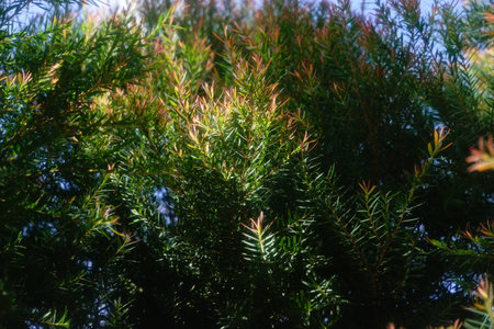 Melaleuca bracteata macro leaves small worldの写真素材