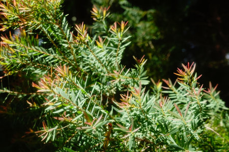 Melaleuca bracteata macro leaves small worldの写真素材