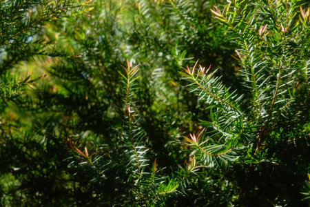 Melaleuca bracteata macro leaves small worldの写真素材