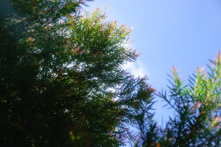Melaleuca bracteata macro leaves small worldの写真素材