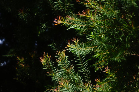 Melaleuca bracteata macro leaves small worldの写真素材