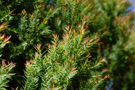 Melaleuca bracteata macro leaves small worldの写真素材
