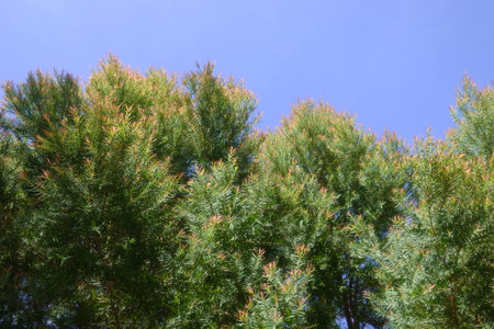 Melaleuca bracteata macro leaves small worldの写真素材