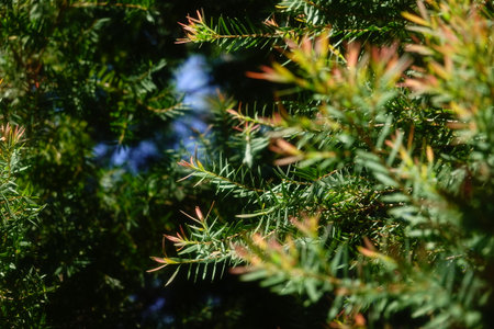 Melaleuca bracteata macro leaves small world