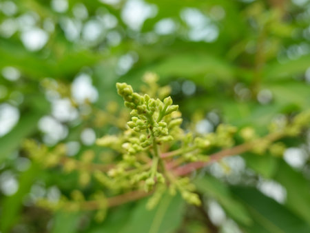 Close up of mango flowers in a farmの写真素材
