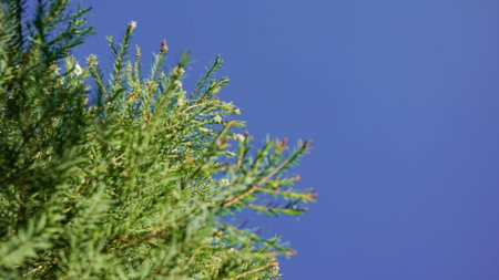 Melaleuca bracteata macro leaves small world