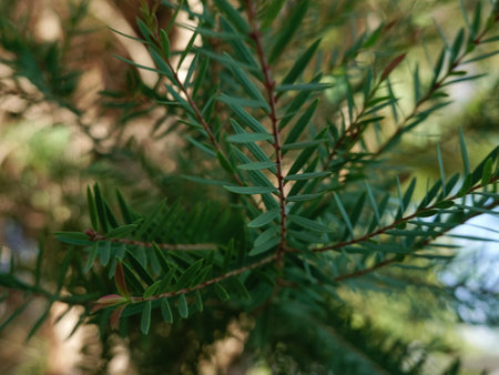 Melaleuca bracteata macro leaves small world