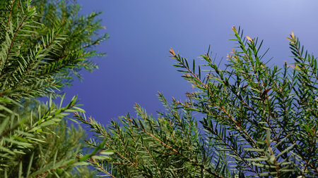 Melaleuca bracteata macro leaves small world