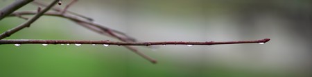 bare tree branches with rain drops during a wet morningの写真素材