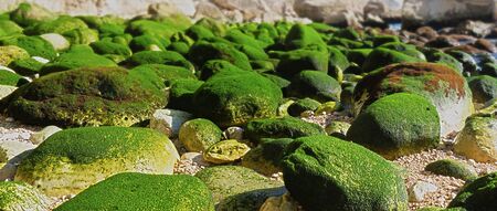 rocky beach with green covered stones landscape 