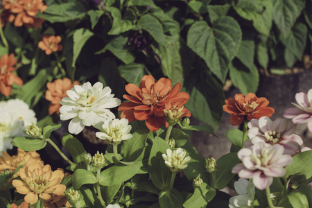 Flower in the garden.の写真素材