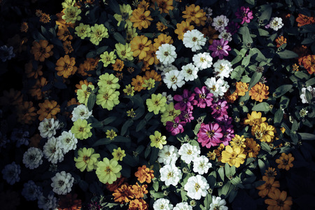Flower in the garden.の写真素材