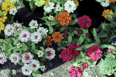Flower in the garden.の写真素材