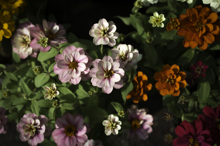 Flower in the garden.の写真素材