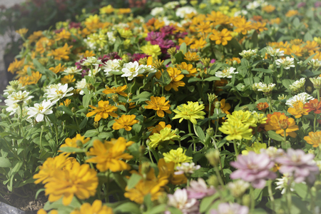 Flower in the garden.の写真素材