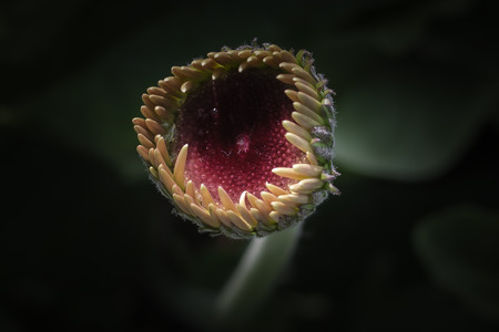 Flower in the garden.の写真素材