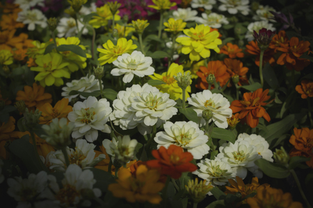 Flower in the garden.の写真素材