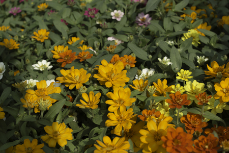 Flower in the garden.の写真素材