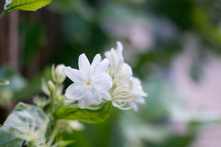 Jasmine flowersの写真素材