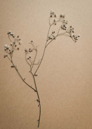 dry flower backgroundの写真素材