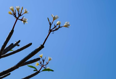 plumeria with blue skyの写真素材