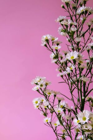 cutter    The little flower so cute with pink background