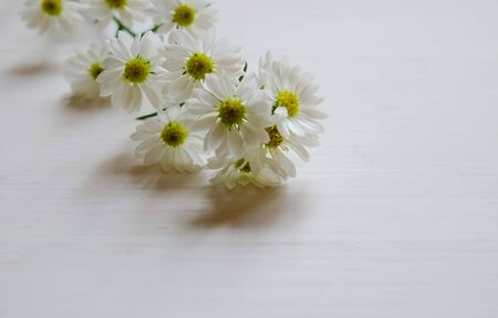 "cutter "   The little flower so cute on white background and spaceの写真素材