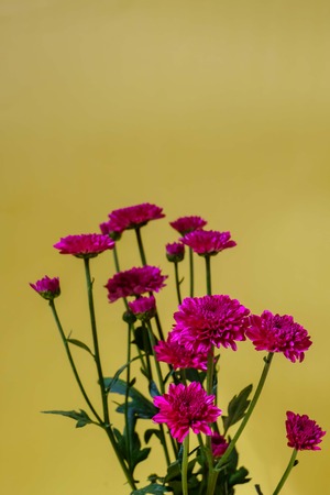 chrysanthemum flowers with yellow backgroundの写真素材
