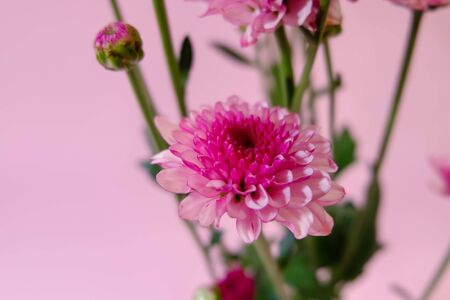 chrysanthemum flowers with pink backgroundの写真素材