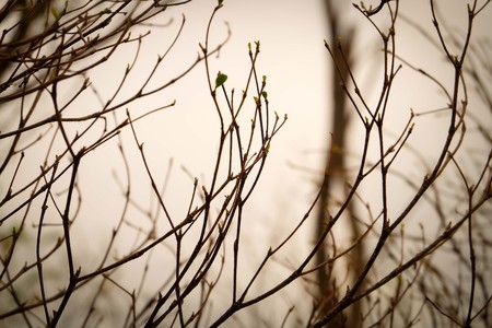 dry tree backgroundの写真素材