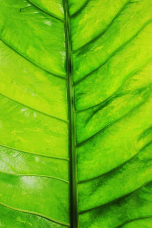 Green leavesの写真素材