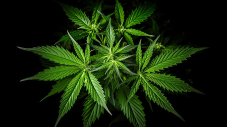 Topshot of a marijuana plant on black. GENERATE AIの素材