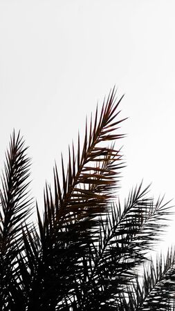 black and orange palm frondsの写真素材