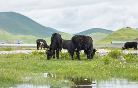 yak on ground eating
