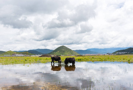 two yak eat water and one mountain at chinaの写真素材